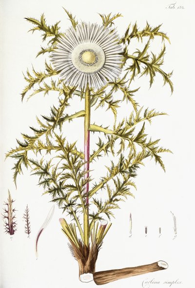 Carlina Simplex de Austrian School