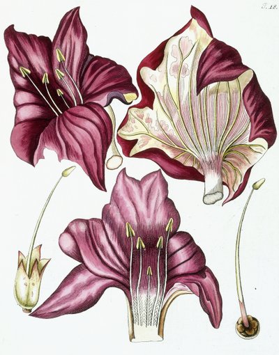 Figura 18, de "Collectanea ad Botanicam, Chemiam, et Historiam Naturalem spectantia, cum figuris", 1786-1796 de Austrian School