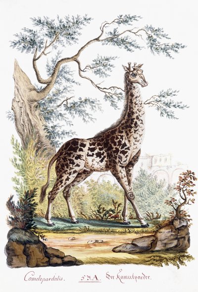 Jirafa, 1794 de Austrian School
