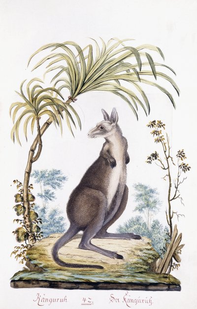 Canguro, 1794 de Austrian School