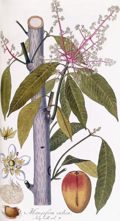 Mangifera indica de Austrian School