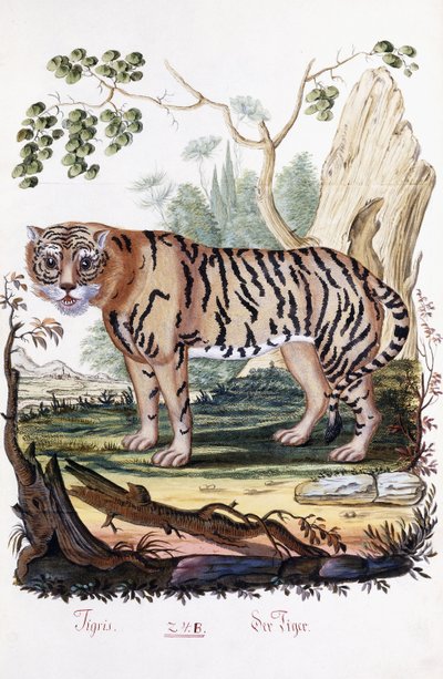 Tigre, 1794 de Austrian School