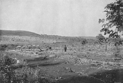 Plantación de café nuevo, 1895 de Axel Frick