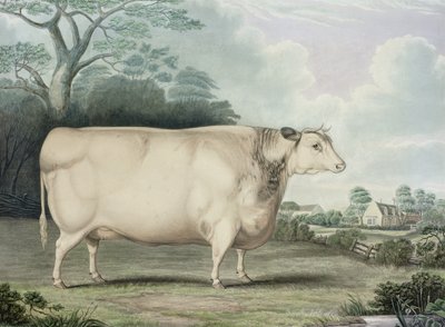 La Vaca de Cuerno Corto de Habertoft, grabado por C. Hunt, 1842 de B. Hubbard