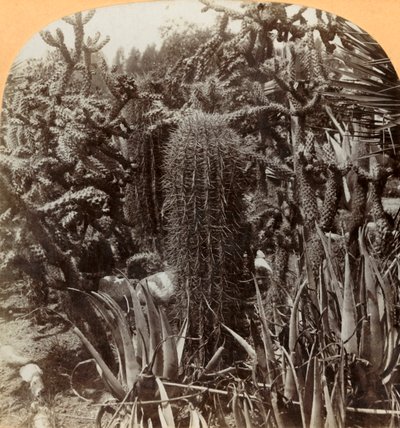 Jardín de Cactus, Cragin Place, Lake Worth, Florida, c1900 de B. L. Singley