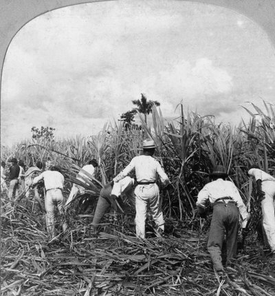 Cosecha de caña de azúcar, Río Pedro, Puerto Rico de B. L. Singley