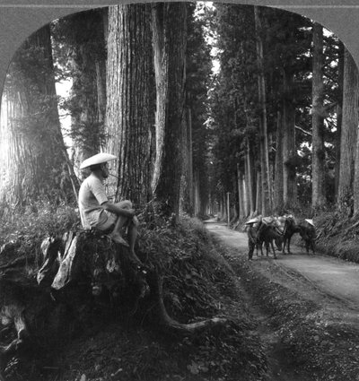 El camino sagrado a Nikko, Japón de B. L. Singley