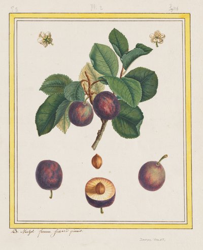 Ciruela de Damasco de B. Michel