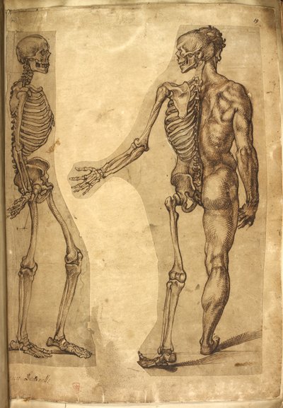 Agregar. 5259, f.19, Esqueleto humano y media figura, de 
