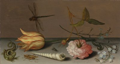 Un tulipán, un clavel, ramo de nomeolvides, con una concha, un lagarto y un saltamontes, en un borde, una libélula en vuelo de Balthasar van der Ast