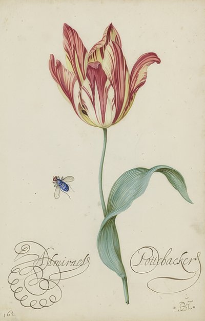 Estudio de un tulipán y una mosca de Balthasar van der Ast