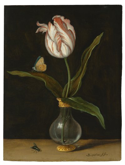 El tulipán 