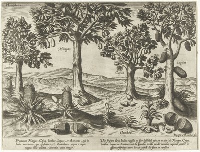 Árboles frutales y arbustos de las Indias Orientales de Baptista van Doetechum