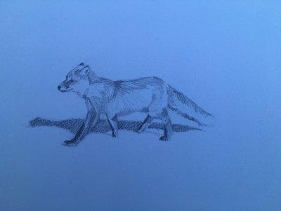 Zorro, 2018 de Barbara Hoogeweegen