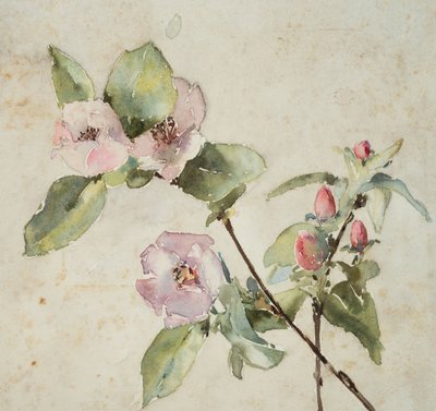 Ramas de flores rosas (acuarela sobre papel) de Barbara Leigh Smith Bodichon