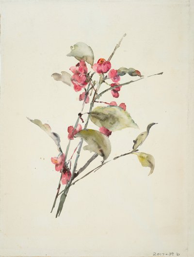 Flores rosas (acuarela sobre papel) de Barbara Leigh Smith Bodichon