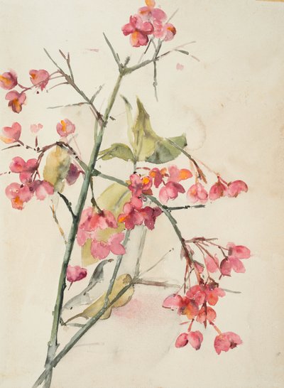 Flores rosas (acuarela sobre papel) de Barbara Leigh Smith Bodichon