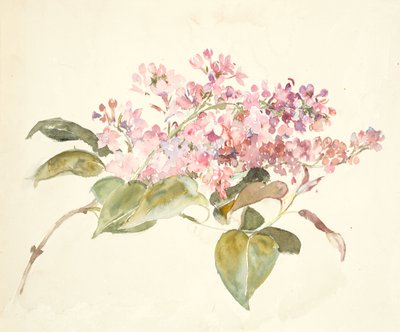 Flores rosas (acuarela sobre papel tejido) de Barbara Leigh Smith Bodichon