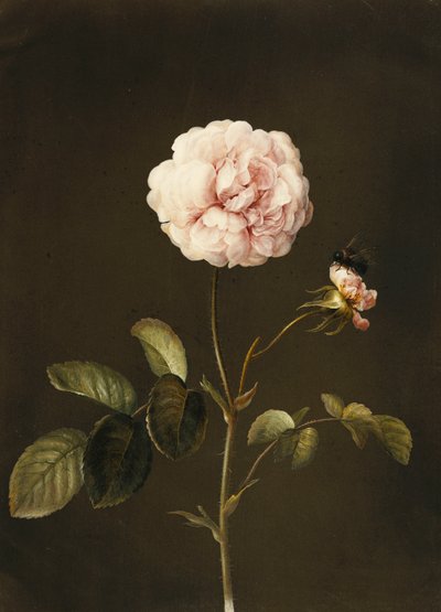 Una rosa gallica con un abejorro de Barbara Regina Dietzsch