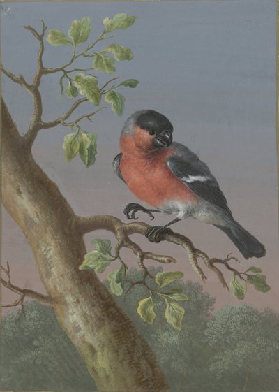 Camachuelo
Cuatro aguadas de pájaros (título de la serie) de Barbara Regina Dietzsch