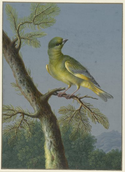 Verderón
Cuatro aguadas de aves (título de la serie) de Barbara Regina Dietzsch