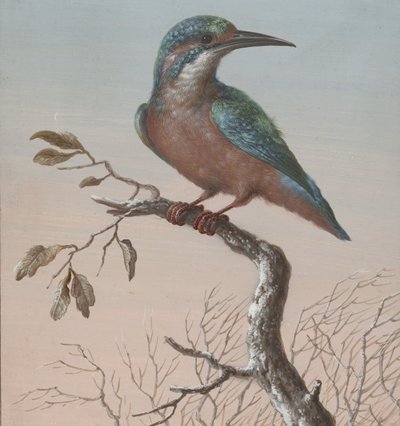 Kingfisher
Cuatro aguadas de aves (título de la serie) de Barbara Regina Dietzsch