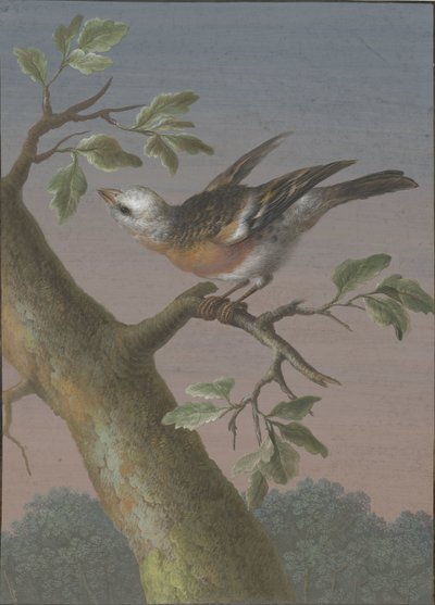 Escarabajo de nieve
Cuatro aguadas de pájaros (título de la serie) de Barbara Regina Dietzsch