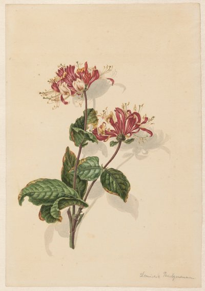 Rama de madreselva silvestre (Lonicera periclymenum) de Barend Hendrik Thier