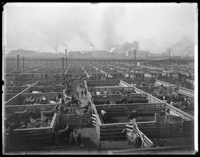 Corrales de ganado en Union Stock Yards, Chicago, Illinois, EE.UU., c.1900 (foto en b/n) de Barnes and Crosby