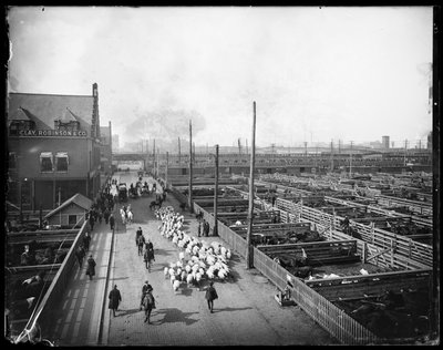 Union Stock Yards, Chicago, Illinois, EE.UU., c.1910 de Barnes and Crosby