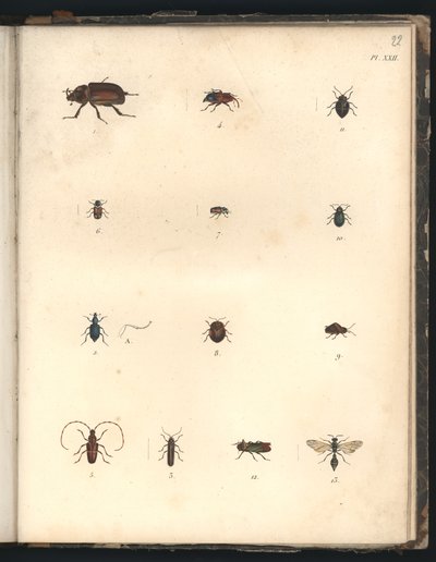Escarabajos y avispas, Pl.XXII, ilustración de 