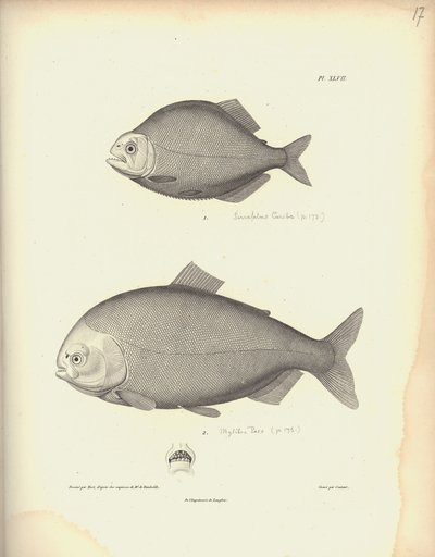 Characidae, Pl. XLVII, grabado en acero por Coutant después de un grabado de Nicola Huet, ilustración de 