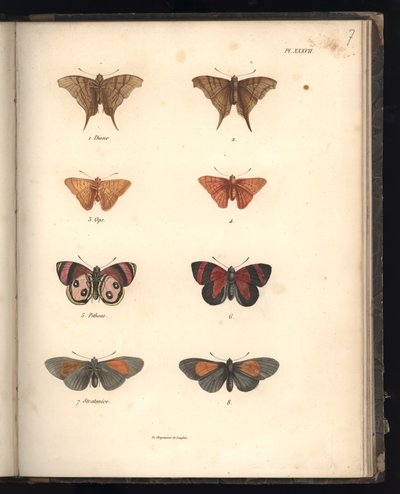 Lepidoptera, Pl. XXXVII, ilustración de 