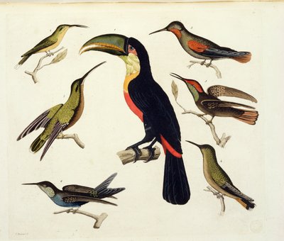 Aves nativas, incluyendo el Tucán (centro), Amazonas, Brasil, de 