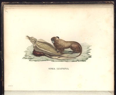 Simia leonina, Pl.V, ilustración de Beobachtungen aus der Zoologie und Vergleichenden Anatomie gesammelt auf einer Reise nach den Tropen-Ländern des neuen Kontinents, in den Jahren 1799, 1800, 18 de Baron Friedrich Alexander von Humboldt