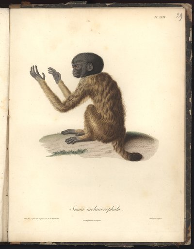 Simia melanocephala, Pl. XXIX, grabado en acero por Louis Bouquet (1765-1814) después de un grabado de Nicola Huet (1770-1827), ilustración de Recueil d