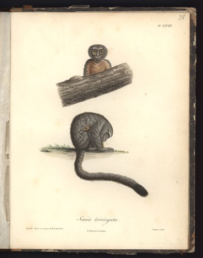Simia trivirgata, Pl.XXVIII, grabado en acero por Louis Bouquet, ilustración de 