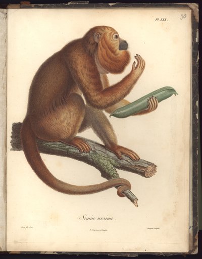 Simia ursina, Pl.XXX, ilustración de Recueil d