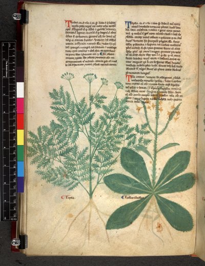 Egerton 747 f.101v Tractatus de Herbis, c.1280-1310 (tinta y color sobre vitela) de Bartholomaei Mini de Senis