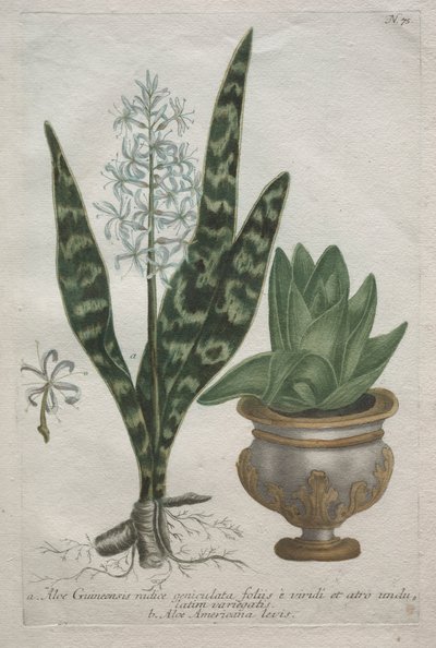 Áloes de Bartholomaus Seutter