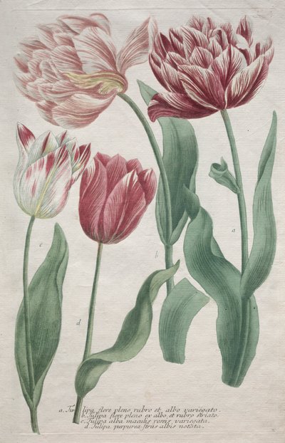 Tulipanes de Bartholomaus Seutter
