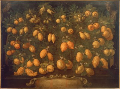 Cítricos de Bartolomeo Bimbi