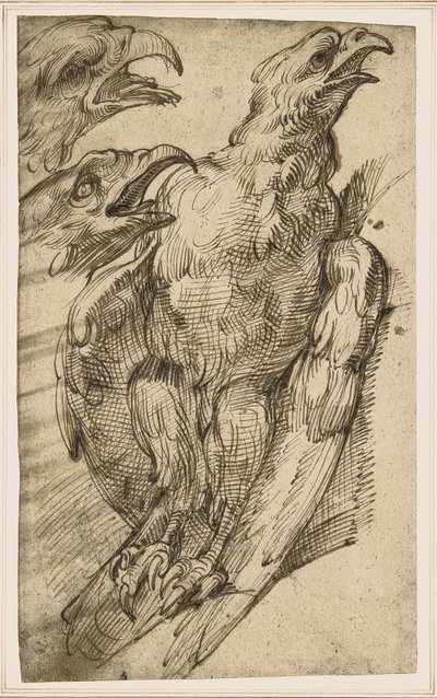 Estudio de un águila de Bartolomeo Passarotti