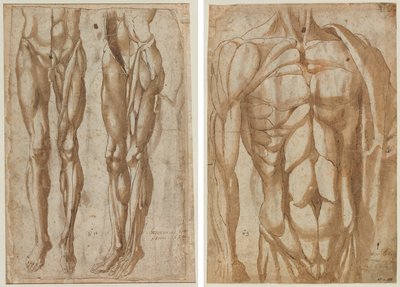 Two Studies of a Flayed Man (recto) Study of a Flayed Torso (verso) de Bartolommeo da Arezzo