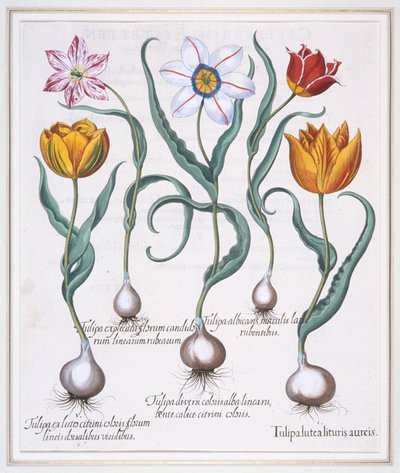 Tulipa Lutea Lituris Aureis, tulipán amarillo roto tipo sylvestris, 1613 de Basil Besler