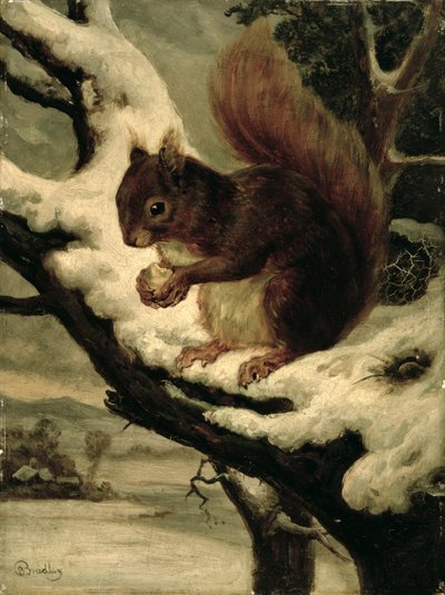 Una ardilla roja comiendo una nuez (óleo sobre cartón fresado) de Basil Bradley