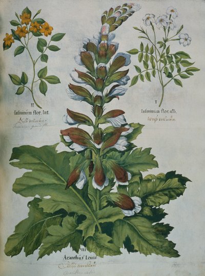 Una hoja del Hortus Eystettensis de Besler de Basilius Besler