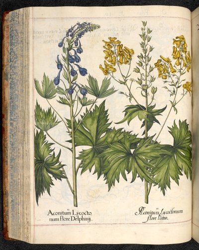 Aconitum lycoctonum (Wolfsbane) de Hortus Eystettensis, Basilius Besler de Basilius Besler