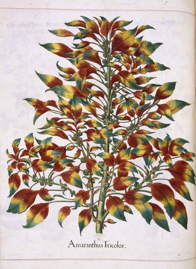Amaranthus Tricolor, de 