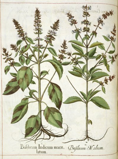 Albahaca, de 